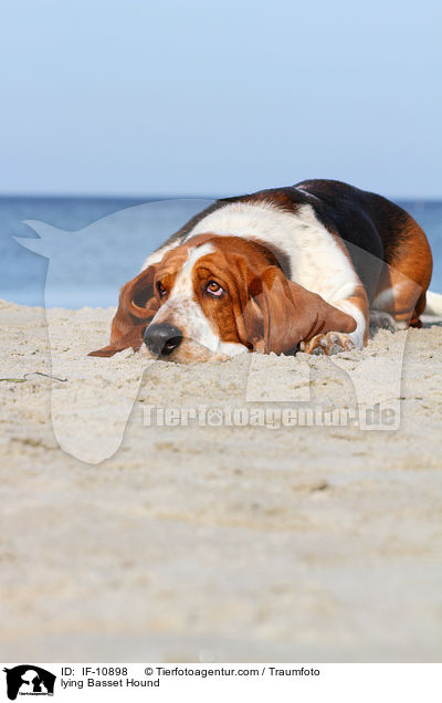 liegender Basset Hound / lying Basset Hound / IF-10898