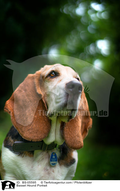 Basset Hound Portrait / Basset Hound Portrait / BS-05595