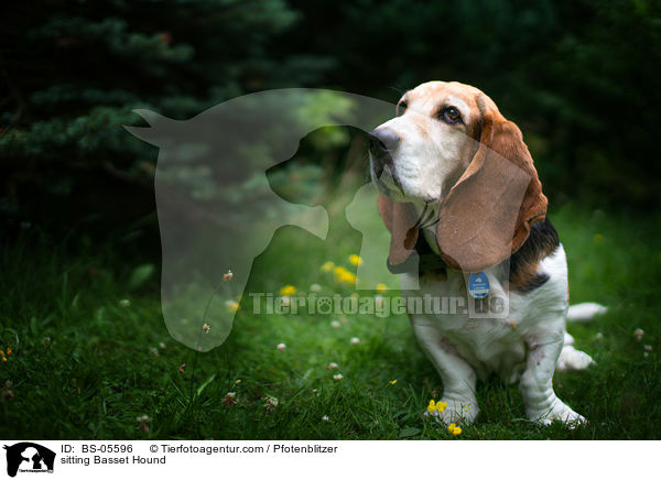 sitzender Basset Hound / sitting Basset Hound / BS-05596