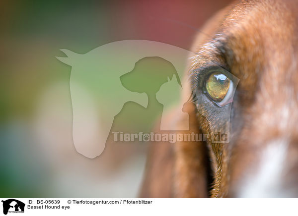 Basset Hound eye / BS-05639