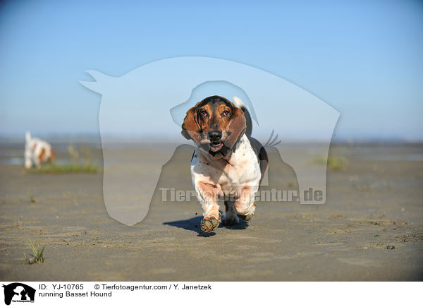 running Basset Hound / YJ-10765