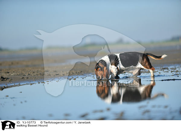 laufender Basset Hound / walking Basset Hound / YJ-10773