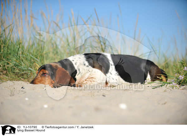 liegender Basset Hound / lying Basset Hound / YJ-10790