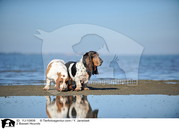 2 Basset Hounds / YJ-10806