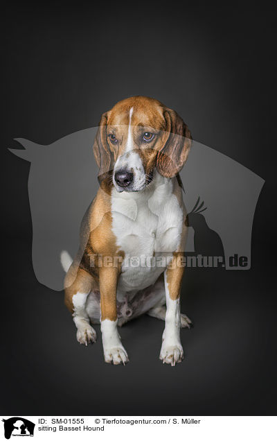 sitzender Basset Hound / sitting Basset Hound / SM-01555