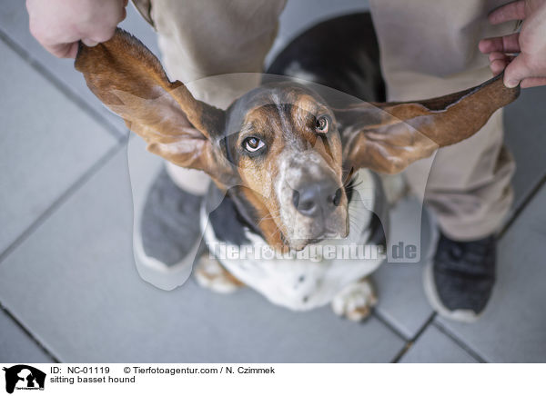 sitzender Basset Hound / sitting basset hound / NC-01119