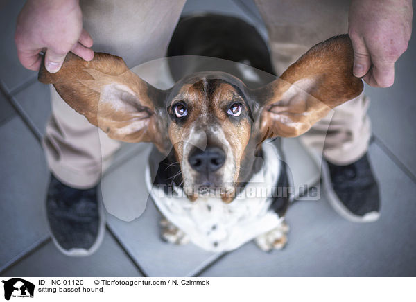 sitting basset hound / NC-01120