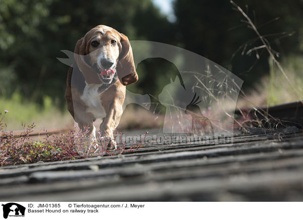 Basset Hound auf Bahngleis / Basset Hound on railway track / JM-01365