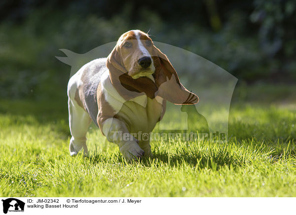 laufender Basset Hound / walking Basset Hound / JM-02342