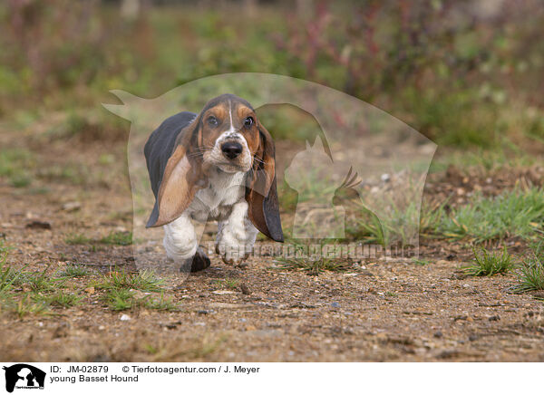 junger Basset Hound / young Basset Hound / JM-02879