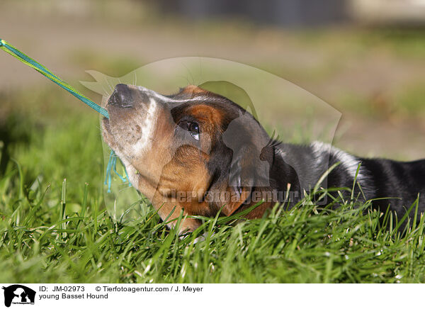 junger Basset Hound / young Basset Hound / JM-02973
