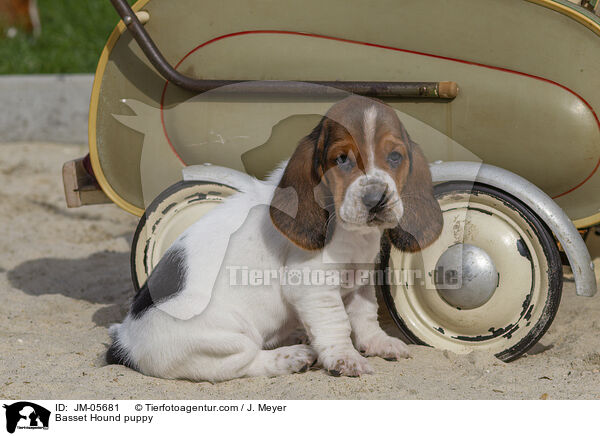 Basset Hound Welpe / Basset Hound puppy / JM-05681