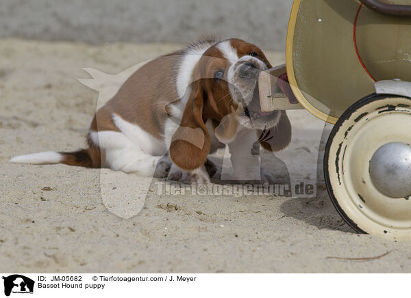 Basset Hound Welpe / Basset Hound puppy / JM-05682