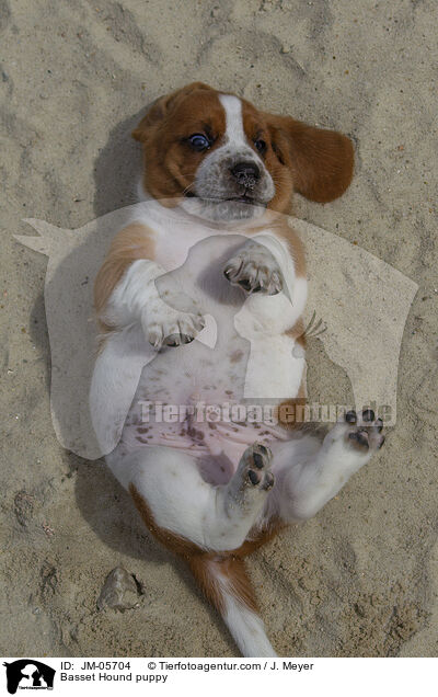 Basset Hound Welpe / Basset Hound puppy / JM-05704
