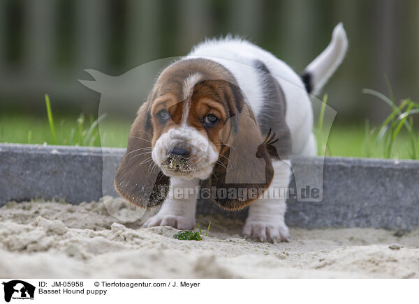Basset Hound Welpe / Basset Hound puppy / JM-05958