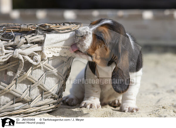 Basset Hound Welpe / Basset Hound puppy / JM-05968