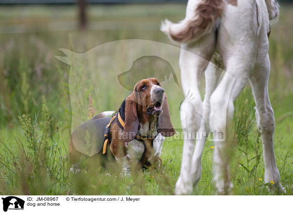 dog and horse / JM-08967