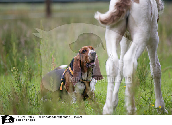 Hund und Pferd / dog and horse / JM-08967