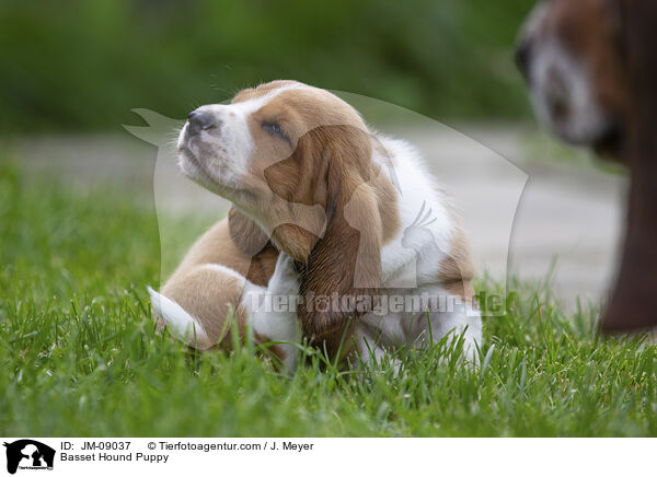 Basset Hound Welpe / Basset Hound Puppy / JM-09037