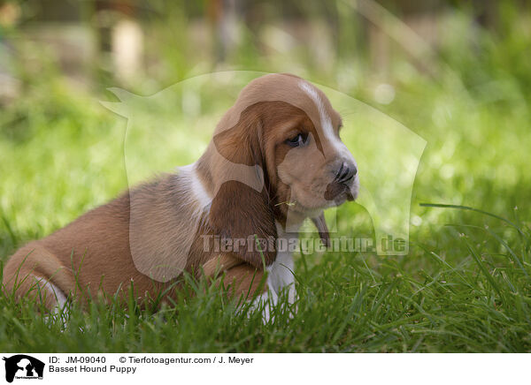 Basset Hound Welpe / Basset Hound Puppy / JM-09040