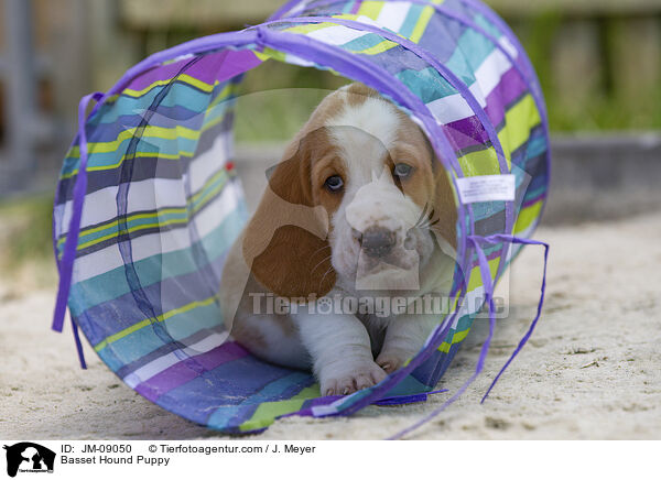 Basset Hound Welpe / Basset Hound Puppy / JM-09050