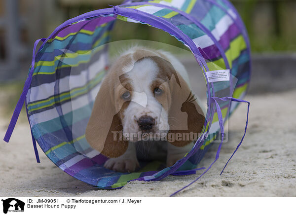 Basset Hound Welpe / Basset Hound Puppy / JM-09051