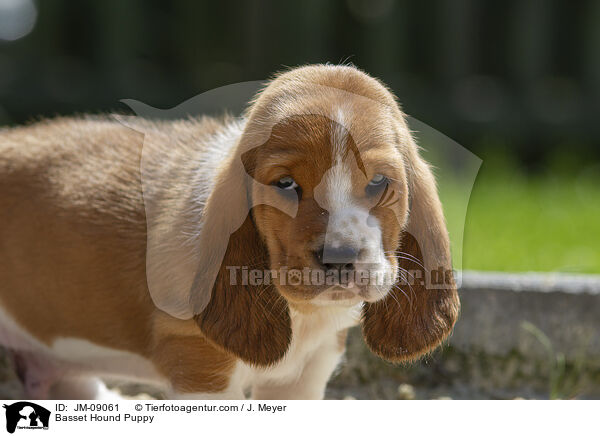 Basset Hound Welpe / Basset Hound Puppy / JM-09061