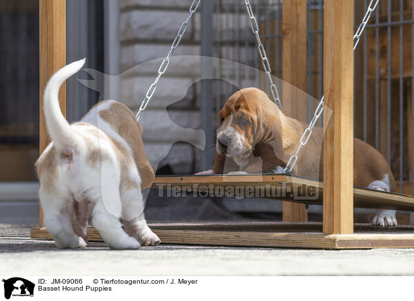 Basset Hound Welpen / Basset Hound Puppies / JM-09066