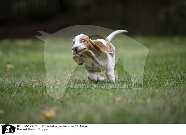 Basset Hound Welpe / Basset Hound Puppy / JM-12703