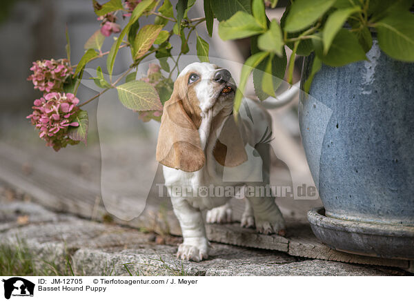 Basset Hound Welpe / Basset Hound Puppy / JM-12705