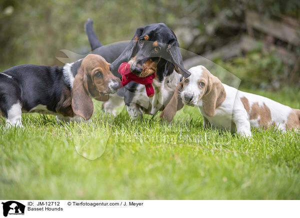 Basset Hounds / Basset Hounds / JM-12712