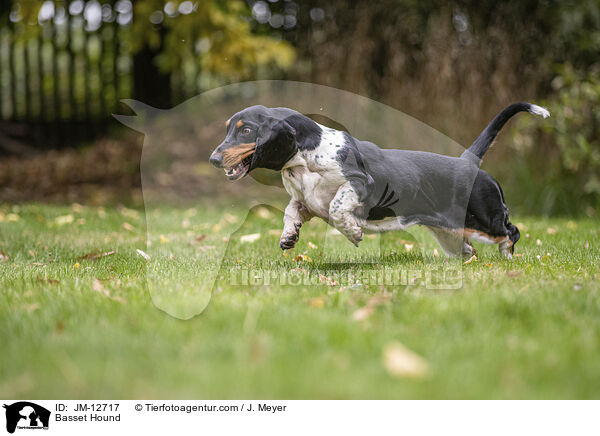 Basset Hound / Basset Hound / JM-12717