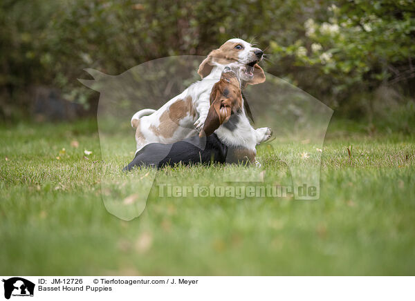 Basset Hound Puppies / JM-12726