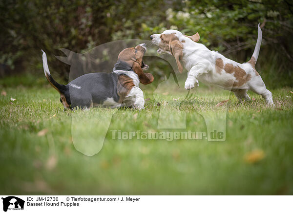 Basset Hound Welpen / Basset Hound Puppies / JM-12730