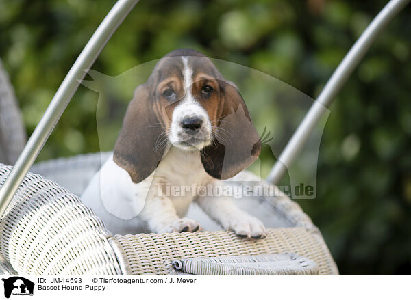 Basset Hound Welpe / Basset Hound Puppy / JM-14593