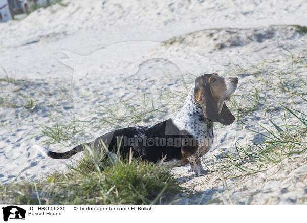 Basset Hound / Basset Hound / HBO-06230