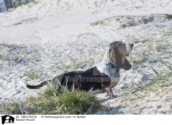 Basset Hound / HBO-06230