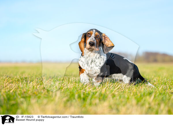 Basset Hound puppy / IF-15823