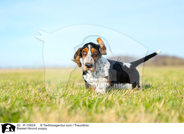 Basset Hound Welpe / Basset Hound puppy / IF-15824