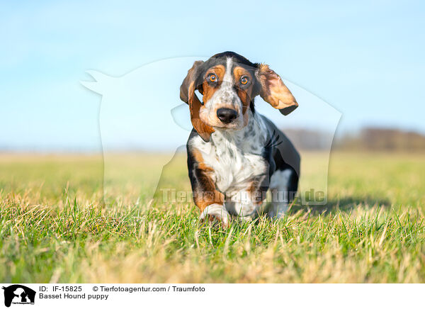 Basset Hound Welpe / Basset Hound puppy / IF-15825