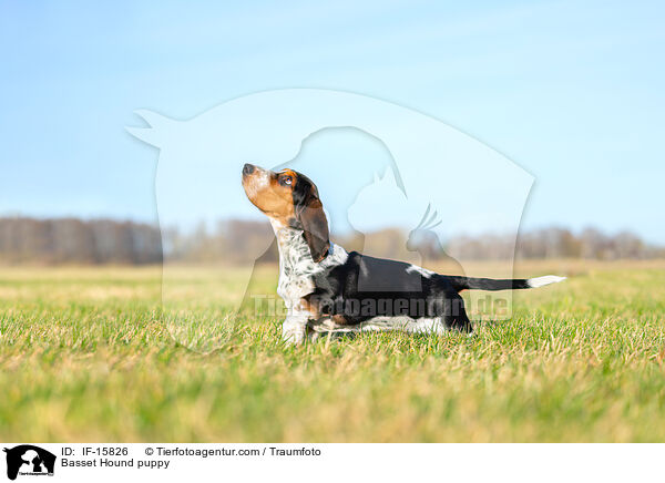 Basset Hound puppy / IF-15826
