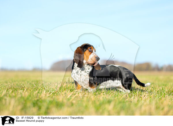 Basset Hound puppy / IF-15829