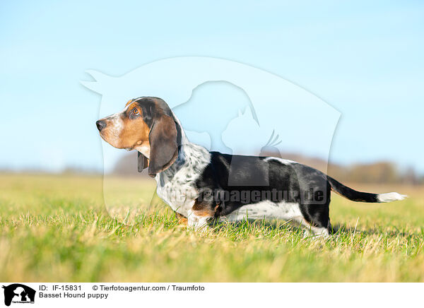 Basset Hound Welpe / Basset Hound puppy / IF-15831