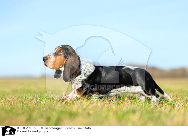 Basset Hound puppy / IF-15832