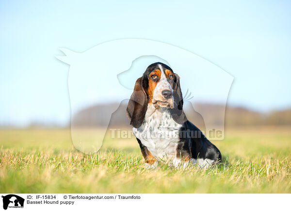 Basset Hound Welpe / Basset Hound puppy / IF-15834