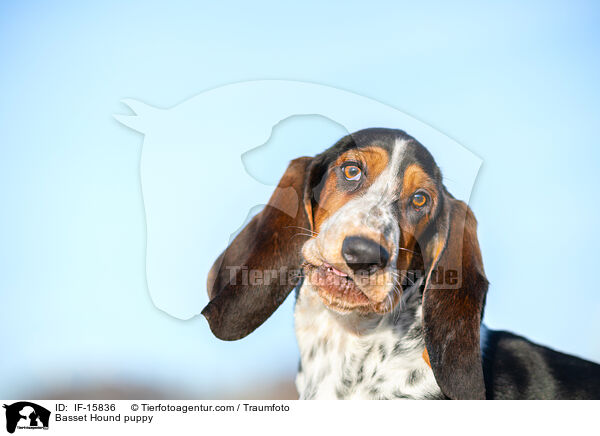 Basset Hound Welpe / Basset Hound puppy / IF-15836