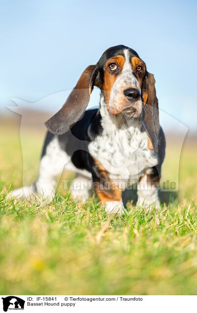 Basset Hound Welpe / Basset Hound puppy / IF-15841