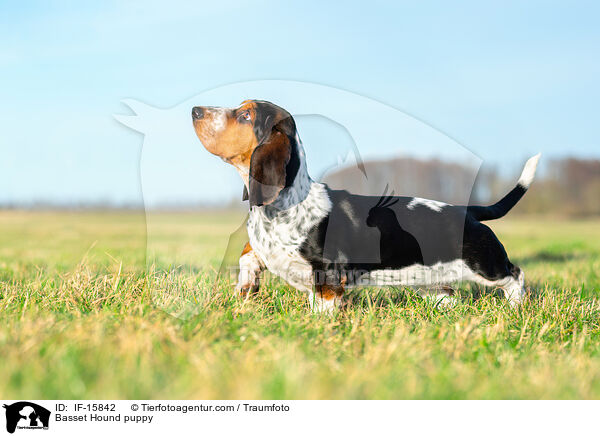 Basset Hound Welpe / Basset Hound puppy / IF-15842