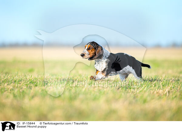 Basset Hound Welpe / Basset Hound puppy / IF-15844