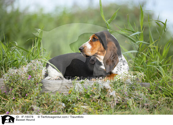 Basset Hound / Basset Hound / IF-16078